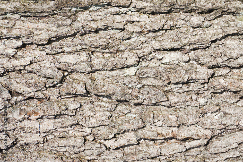 Oak bark texture. Tree bark background. Forest trunk pattern. Brown wood pattern. Natural tree bark background. Oak bark texture. Tree bark background. Forest trunk pattern. Brown wood pattern. Natural tree bark background.