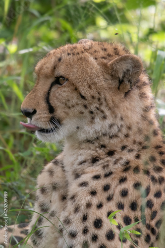 African cheetah  Masai Mara National Park  Kenya  Africa. Cat in nature habitat. Greeting of cats