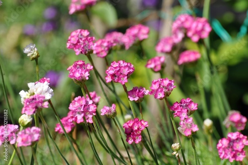 Rote Grasnelke im Garten