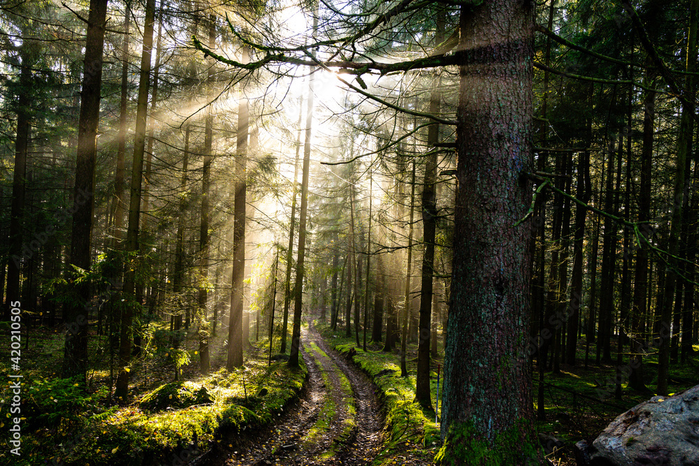 Fototapeta premium Leaves in the fall with sunlight and sunrays in the autumn in the bavarian forest
