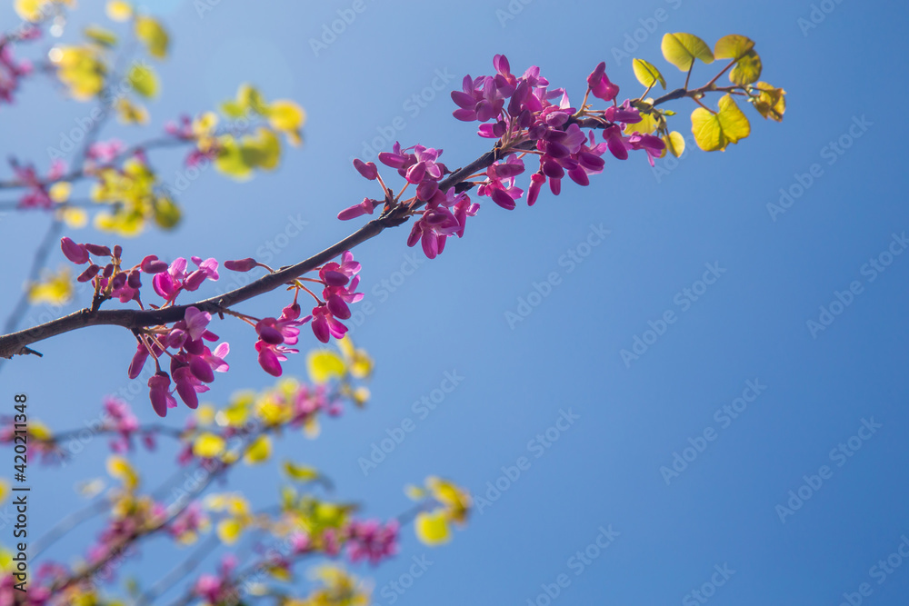 The spring blooms of the Royal Raindrops. The tree has vibrant, magenta flowers, and they completely take over the entirety of the crabapple’s branches creating a pink cloud atop the trunk.