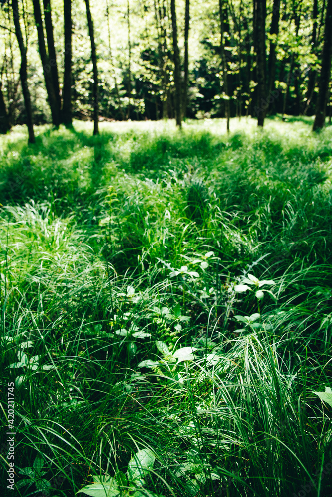Obraz premium Waldlandschaft