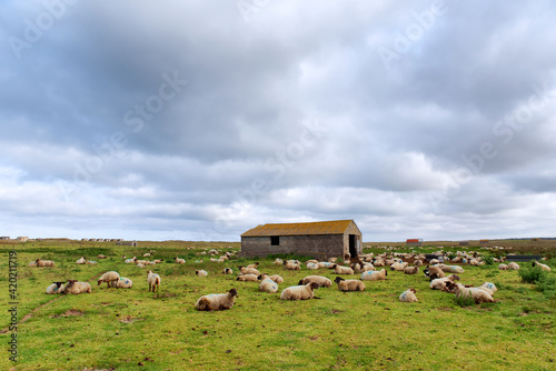 Saltbush lamb in Cotentin coast
