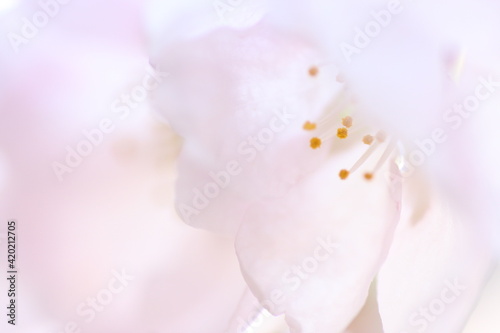 桜の花のクローズアップ