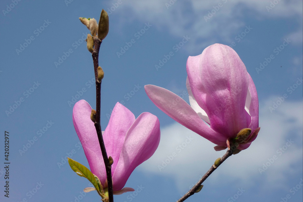 Magnolia flower against a blue sky and white clound Magnolia flower against a blue sky and white clound