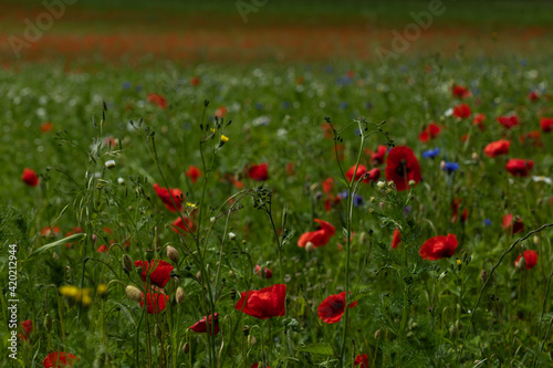 Rote Mohnblumen im Feld