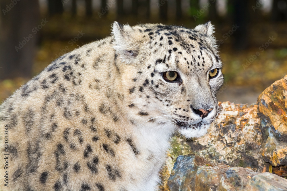 Fototapeta premium Portrait of an old snow leopard with rocks