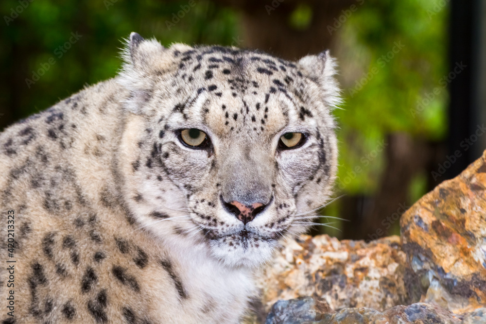 Naklejka premium Portrait of an old snow leopard with rocks