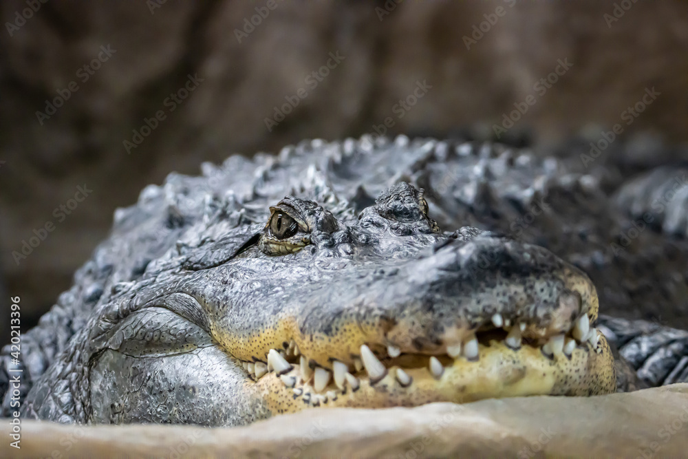 Portrait of a crocodile