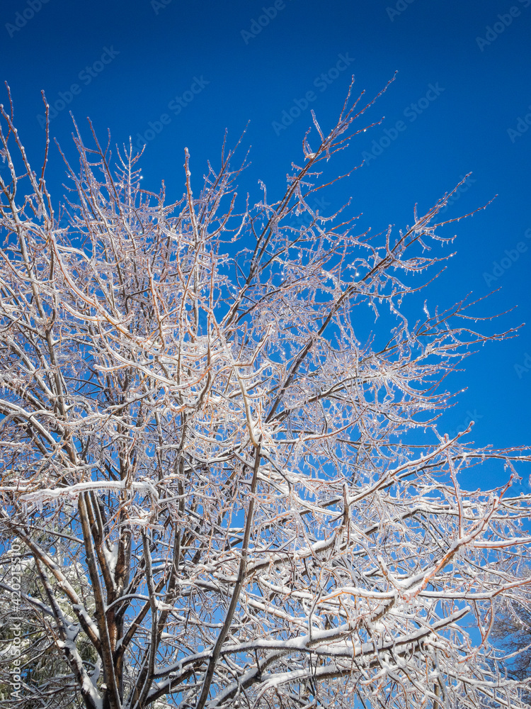 Frost on tree with blue skies