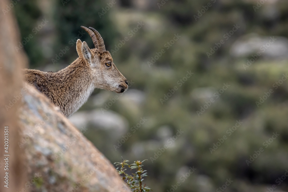 Spanish Ibex Spanish Ibex