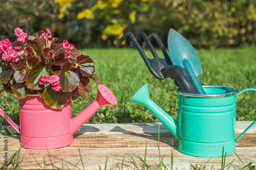 A decorative pink watering can with a Begonia flower and a green watering can with a gardening tool, stand on burnt boards against a background of grass A decorative pink watering can with a Begonia flower and a green watering can with a gardening tool, stand on burnt boards against a background of grass