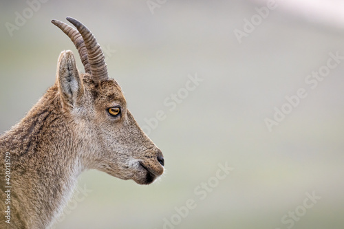 Spanish Ibex