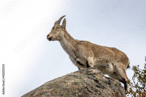 Spanish Ibex