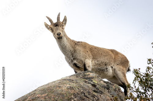 Spanish Ibex