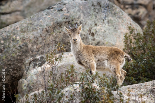Spanish Ibex