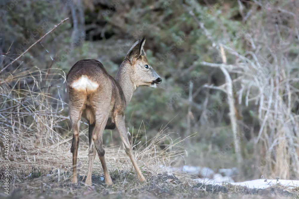Young Roe deer Young Roe deer