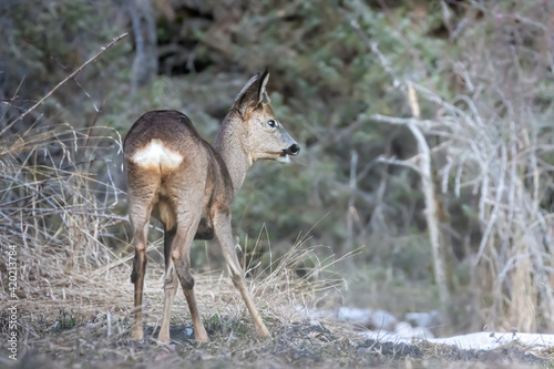 Young Roe deer