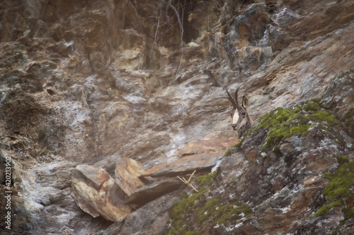Old Male Chamois