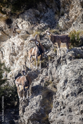 Mouflons in the mountain