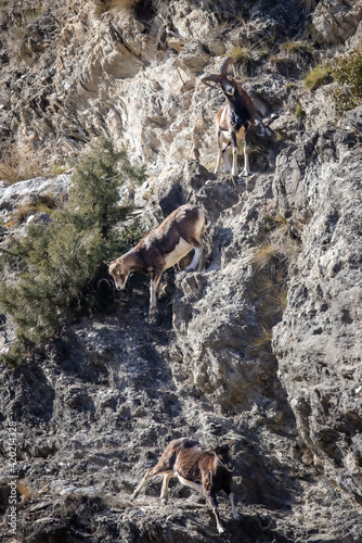Mouflons in the mountain