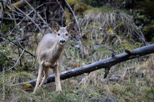 Female roe deer eating under rain