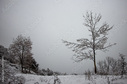 winter landscape