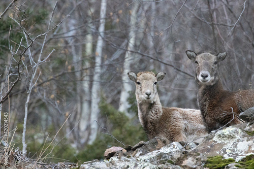 mother and calf mouflons