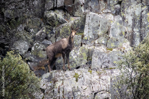 Adult male chamois in the mountain