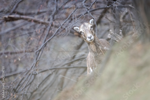 Female mouflon