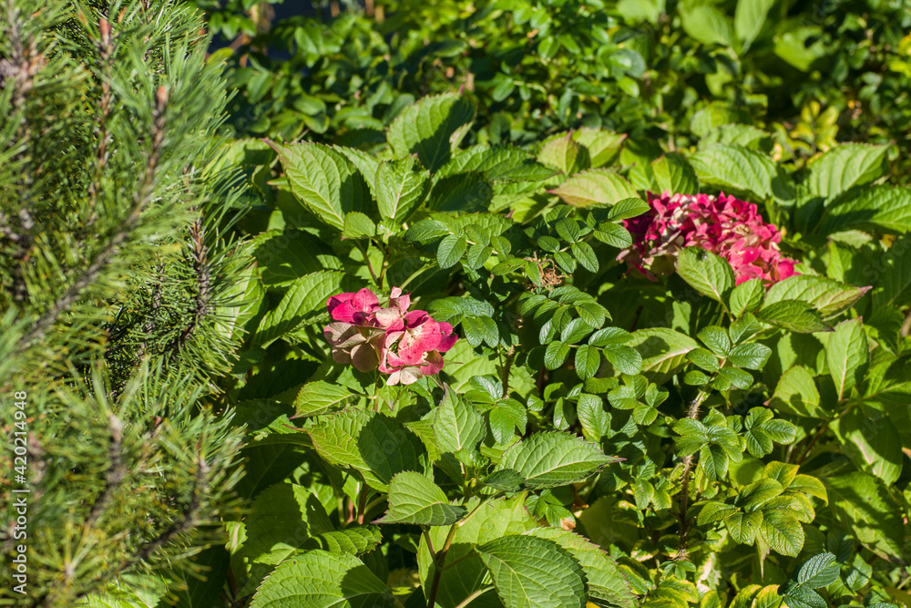 Blooming red-pink flowers of a hydrangea bush in the bright sun