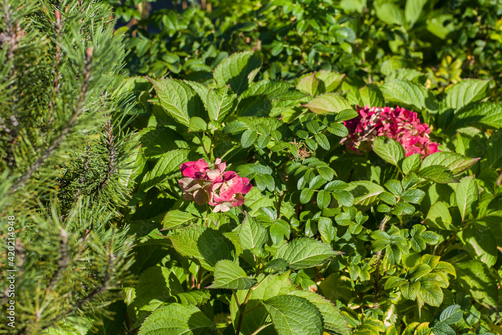 Blooming red-pink flowers of a hydrangea bush in the bright sun Blooming red-pink flowers of a hydrangea bush in the bright sun