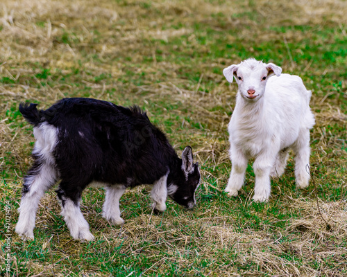 Two white and black goats on a meadow