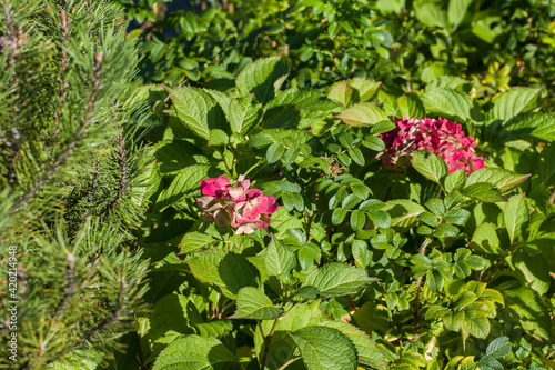 Blooming red-pink flowers of a hydrangea bush in the bright sun
