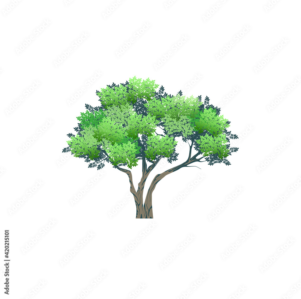 Fototapeta premium acacia tree hand drawn vector art