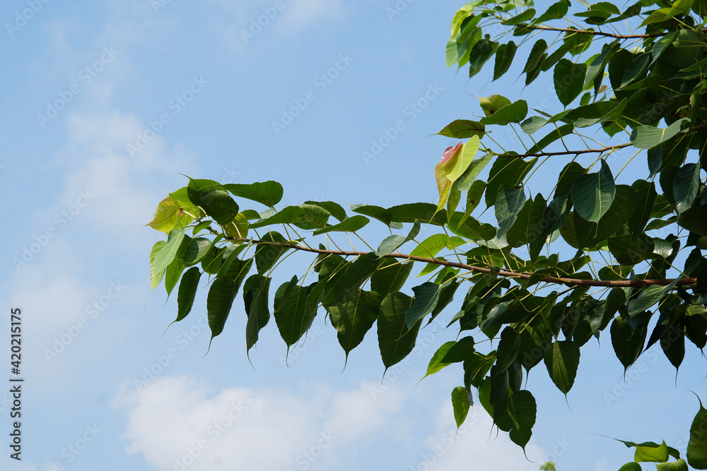Obraz premium Green leaf of tree branch with clear blue sky and clouds in the background - copy space