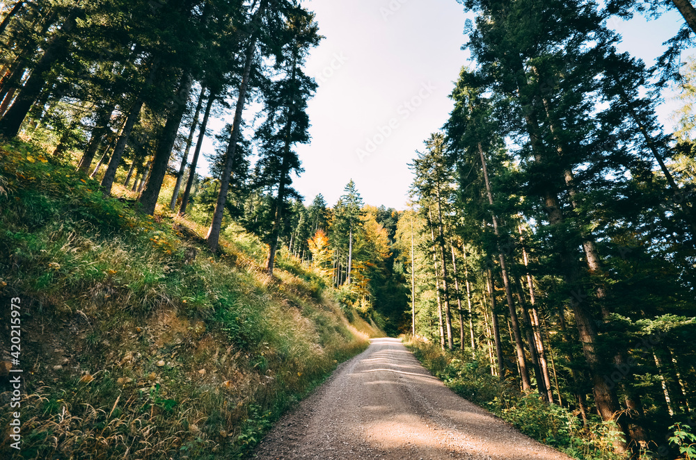 Naklejka premium Waldlandschaft