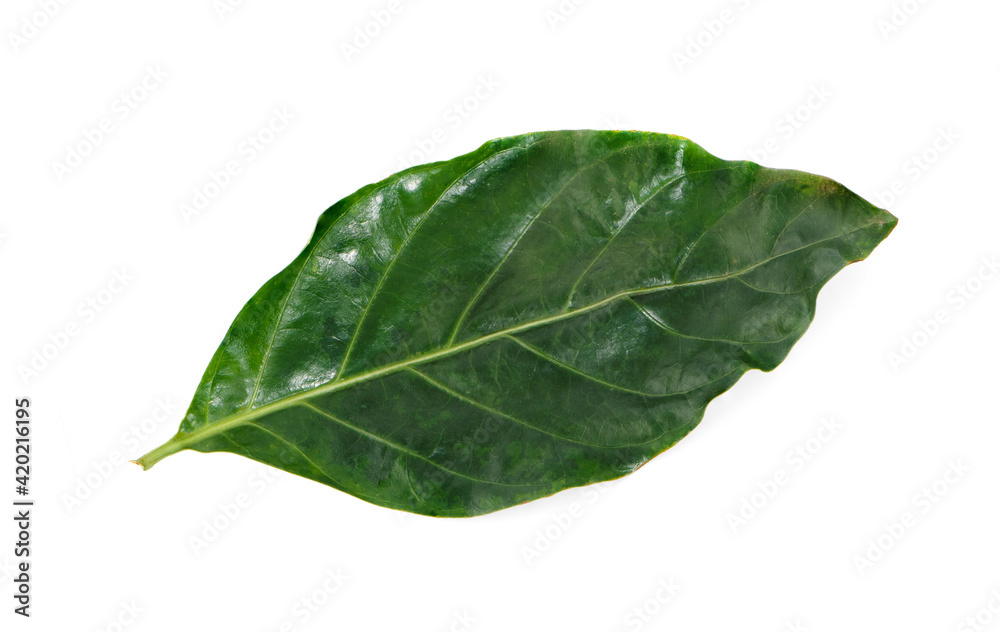 Obraz premium jackfruit leaves isolated on white background