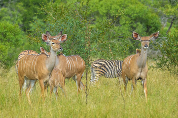 Wandcirkels Antilope Koedoe familie in Kruger park Afrika  © shams Faraz Amir