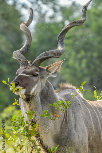 Fototapeta Naklejka Na Ścianę i Meble -  A large male Kudu antelope with big horns in Kruger national park South Africa