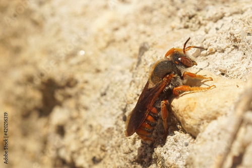 A female of the beautiful red Rhodanthidium sticticum warming up on a wall in Southern France photo