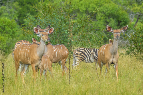 Fototapeta Naklejka Na Ścianę i Meble -  A big family of Kudu antelopes in Kruger national park Africa