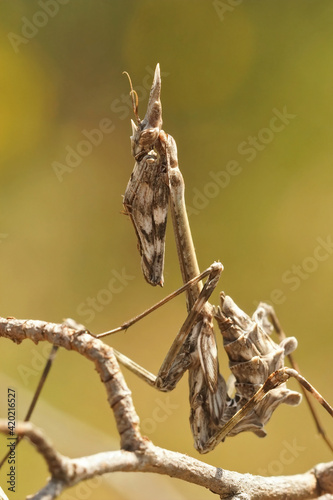 A closeup of one of the French praying mantis, Empusa pennata , sitting strait up photo