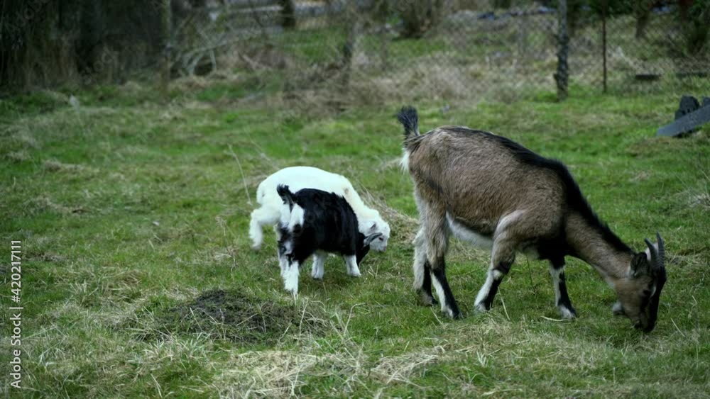 Two white and black goats on a meadow Two white and black goats on a meadow