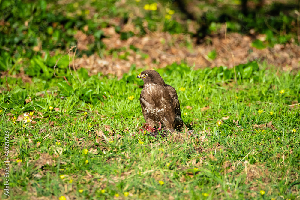 Common buzzard sitting on its prey Common buzzard sitting on its prey