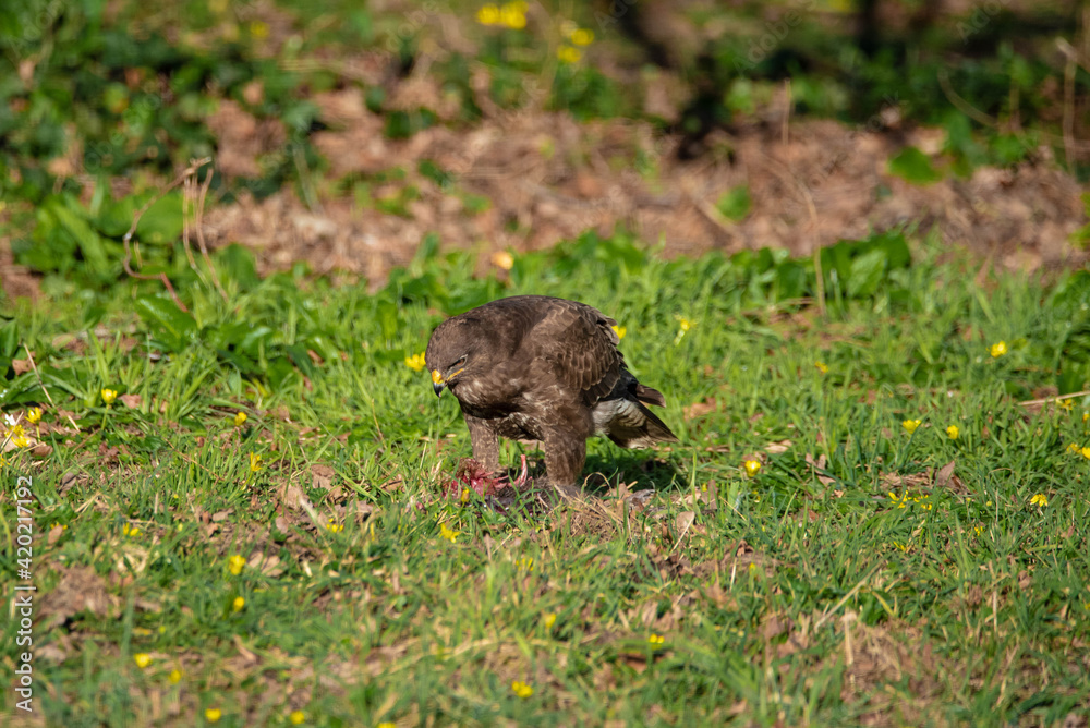 Fototapeta premium Common buzzard eating its prey
