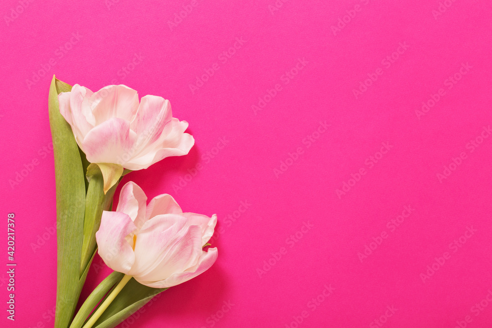 two tulips on pink paper background