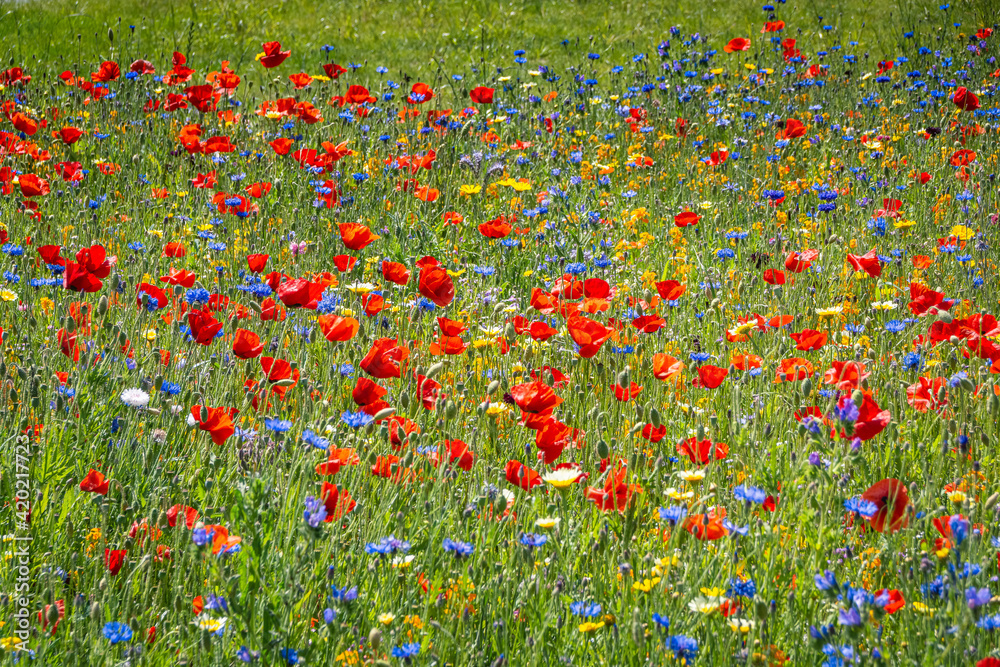 Fototapeta premium blumenwiese