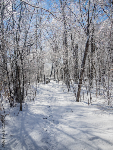 Frost on trees in a Beautiful winter landscape with Ice