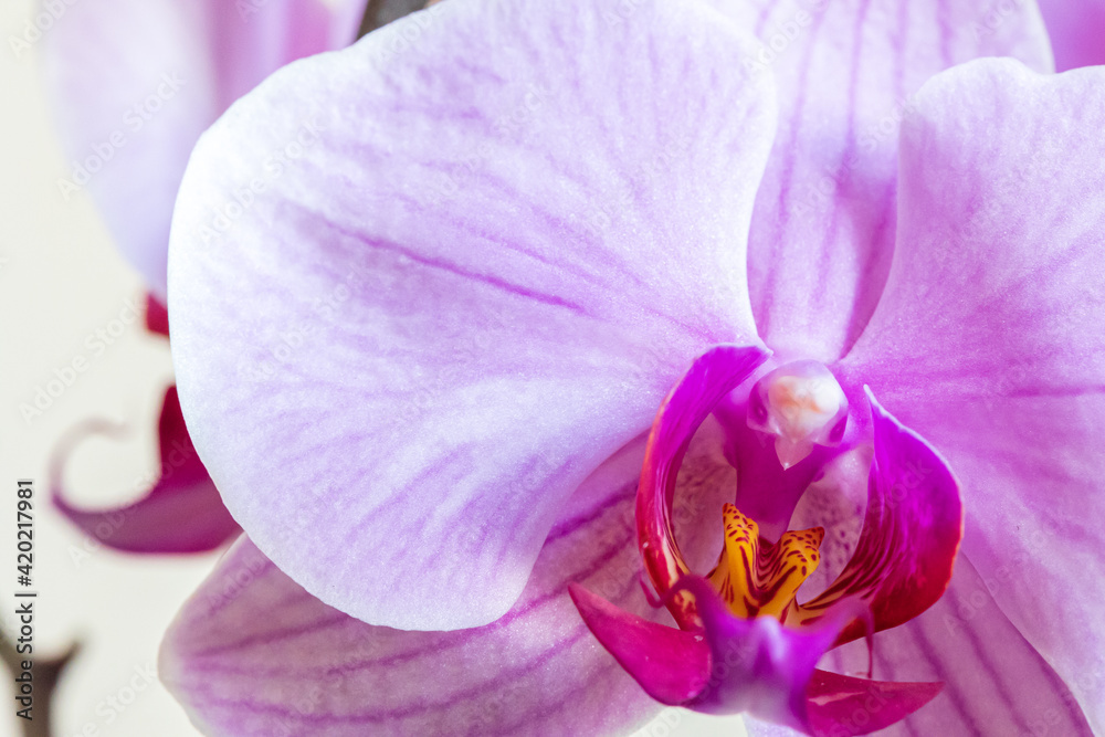 Big light pink orchid flower on with yellow center, houseplant on blurred backdrop. Close-up. Macro Big light pink orchid flower on with yellow center, houseplant on blurred backdrop. Close-up. Macro